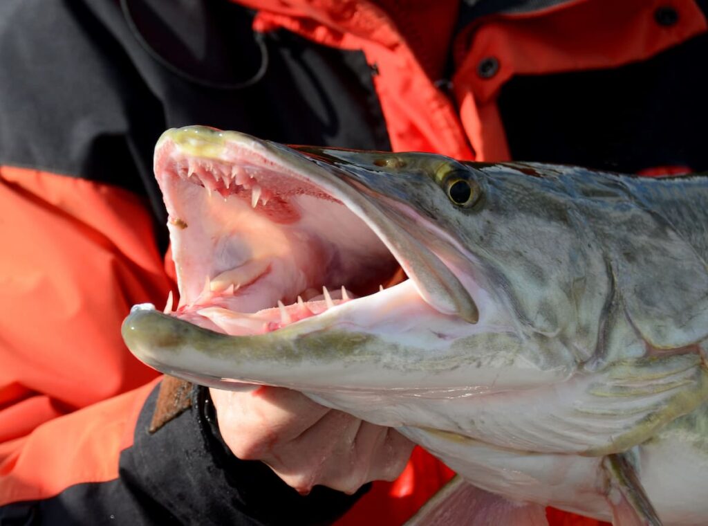 muskellunge