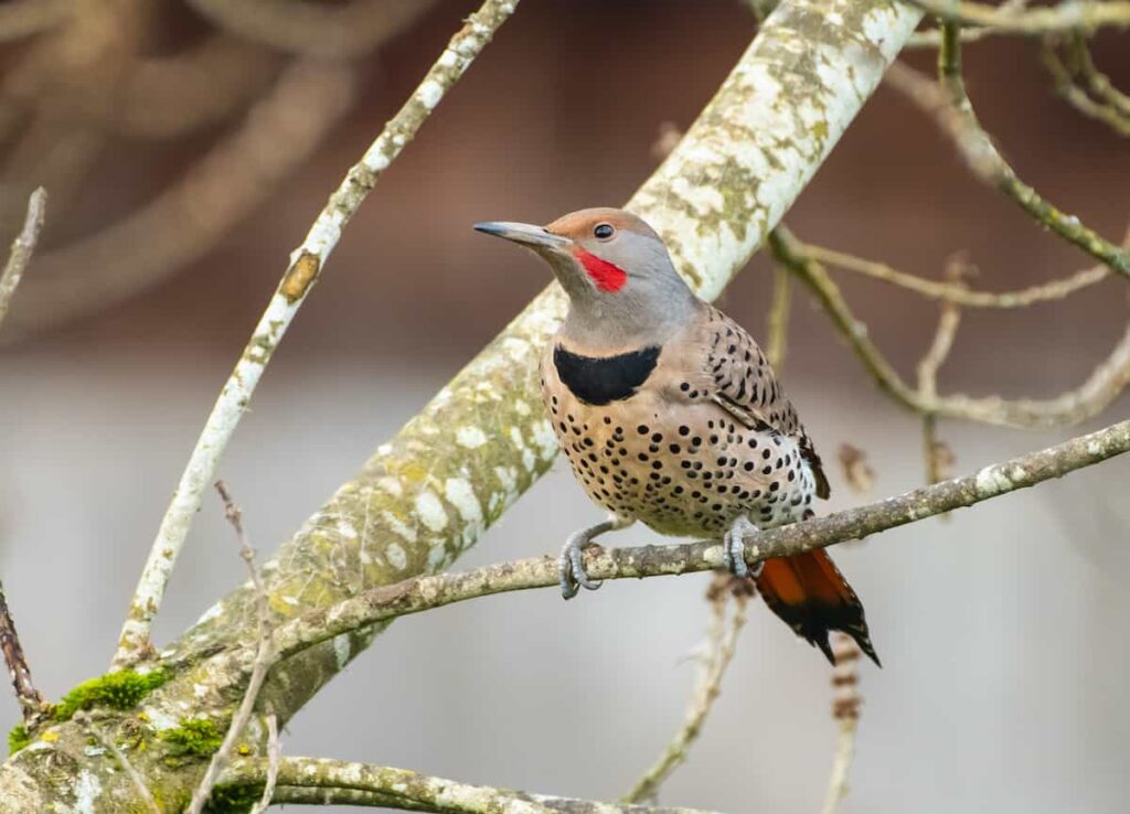 A northern flicker on a tree branch.