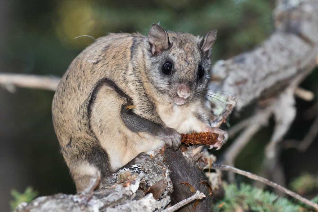 A northern flying squirrel.