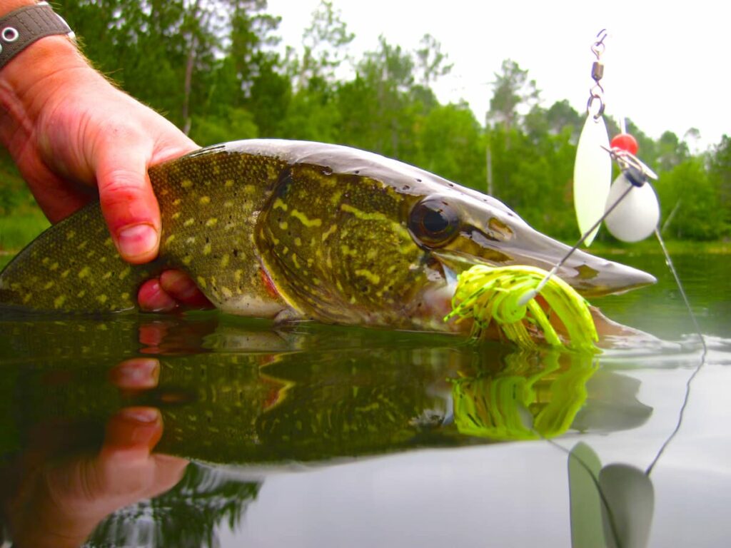 northern pike