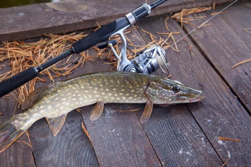 northern pike