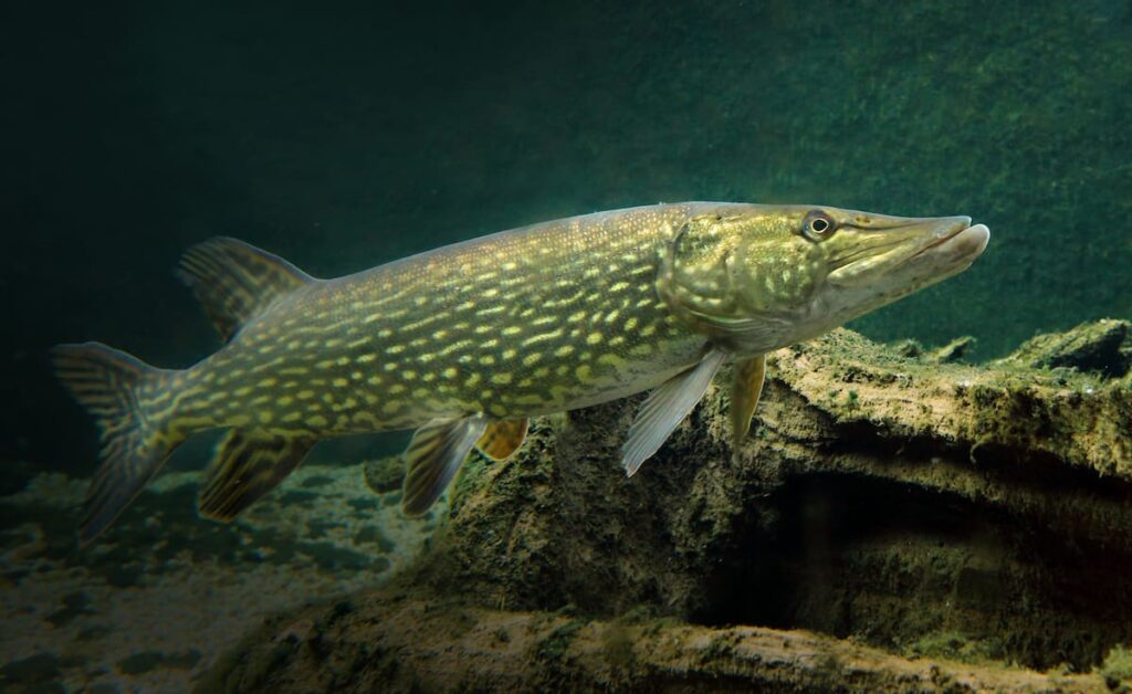 northern pike