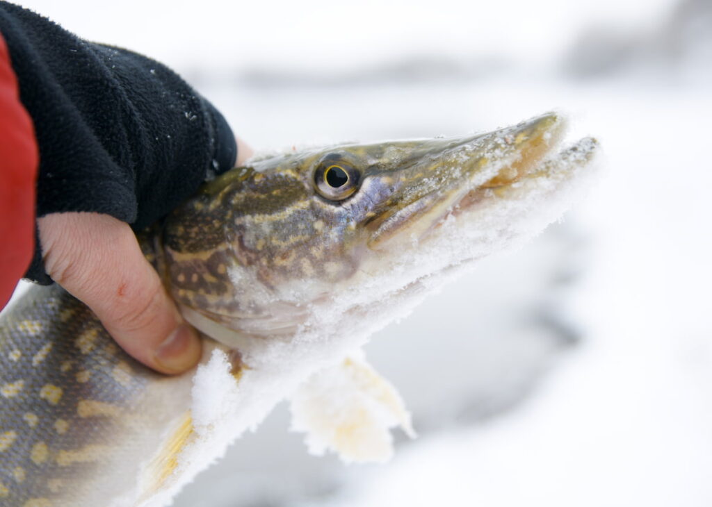 northern pike