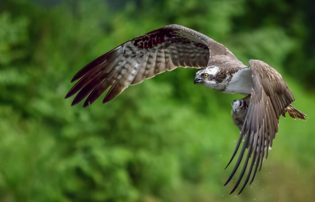 An osprey with a fish it has just caught.