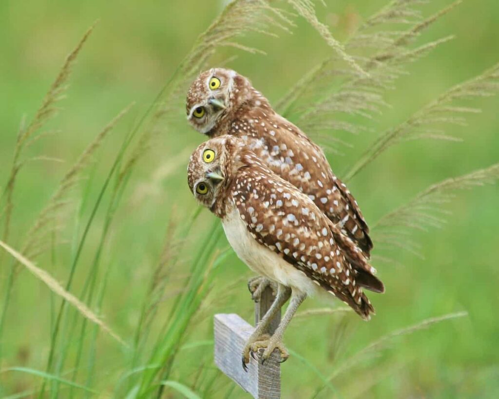 A pair of burrowing owls.