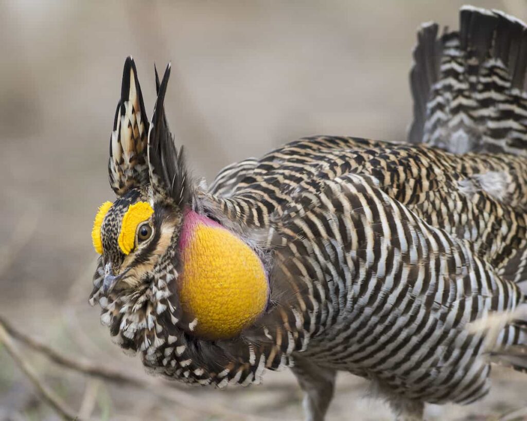Closeup of a prairie chicken.