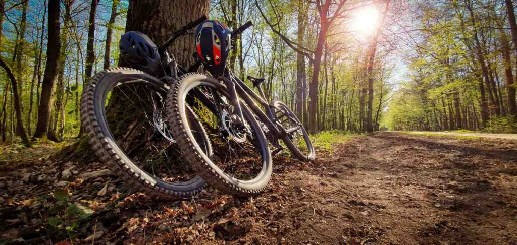 Two mountain bikes leaned against a tree with the sun shining through the branches