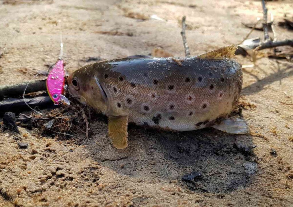Trout caught using a flourescent lure