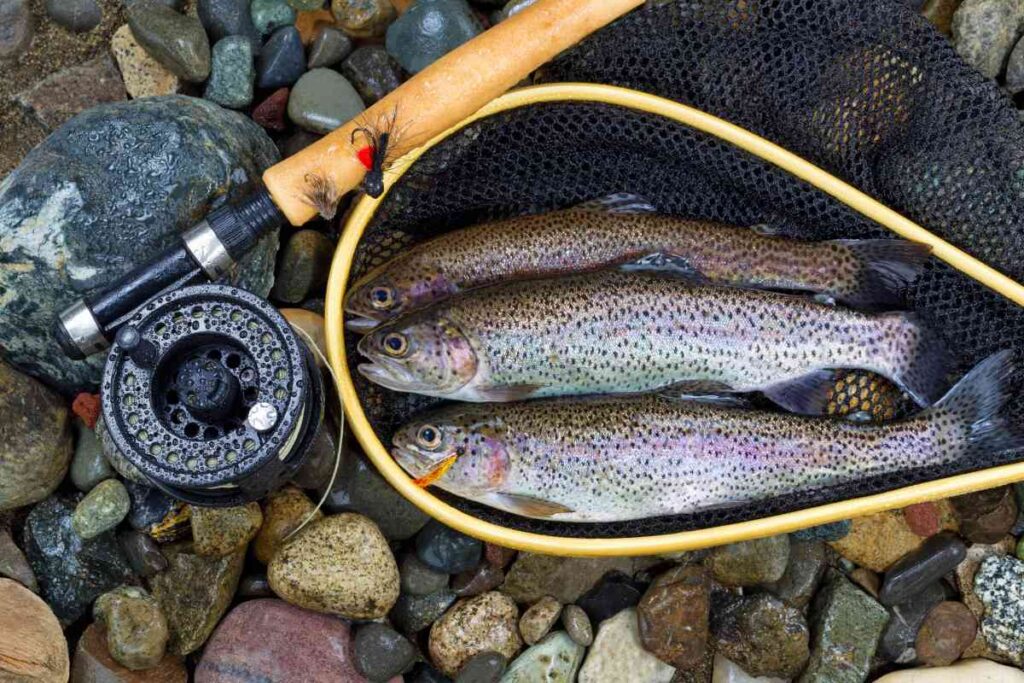 Trout in a net and a fishing rod, trout fishing tips