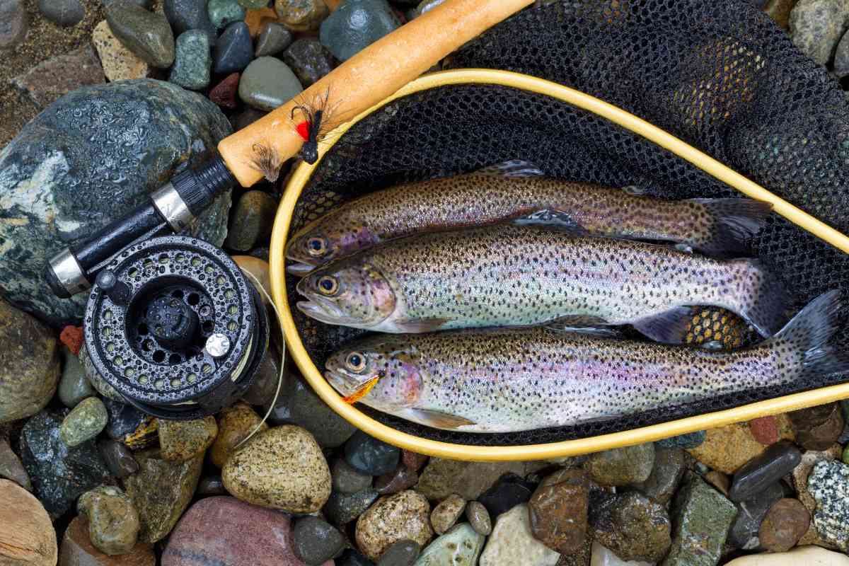 Trout in a net and a fishing rod, trout fishing tips