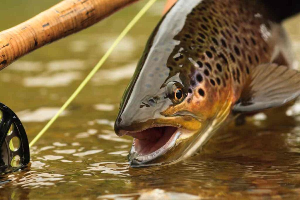 Closeup of a trout with a fishing rod in the background