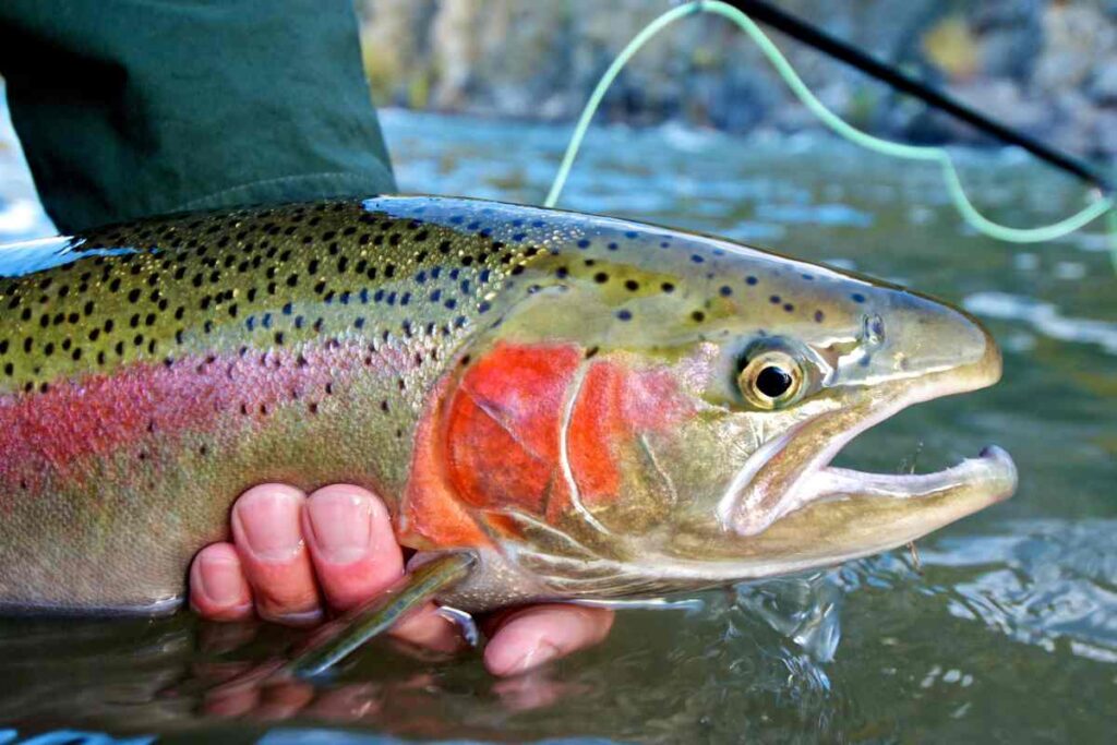 Closeup image of steelhead trout