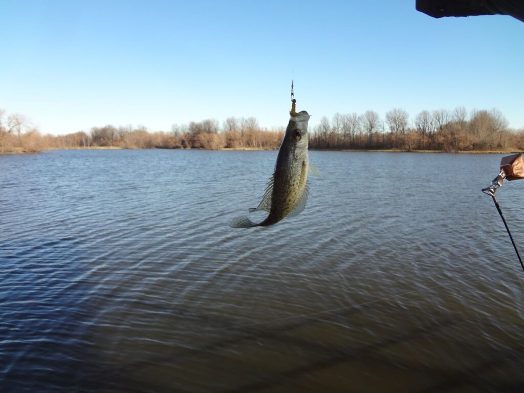 Crappie fish hanging off a fishing line.