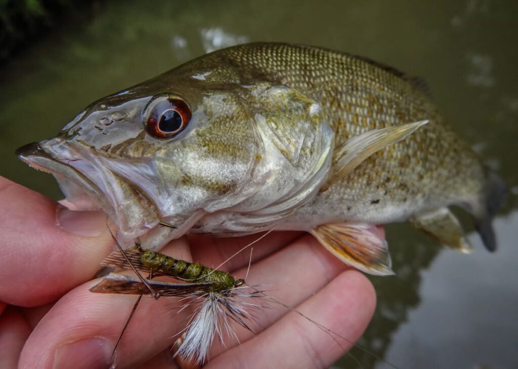 smallmouth bass