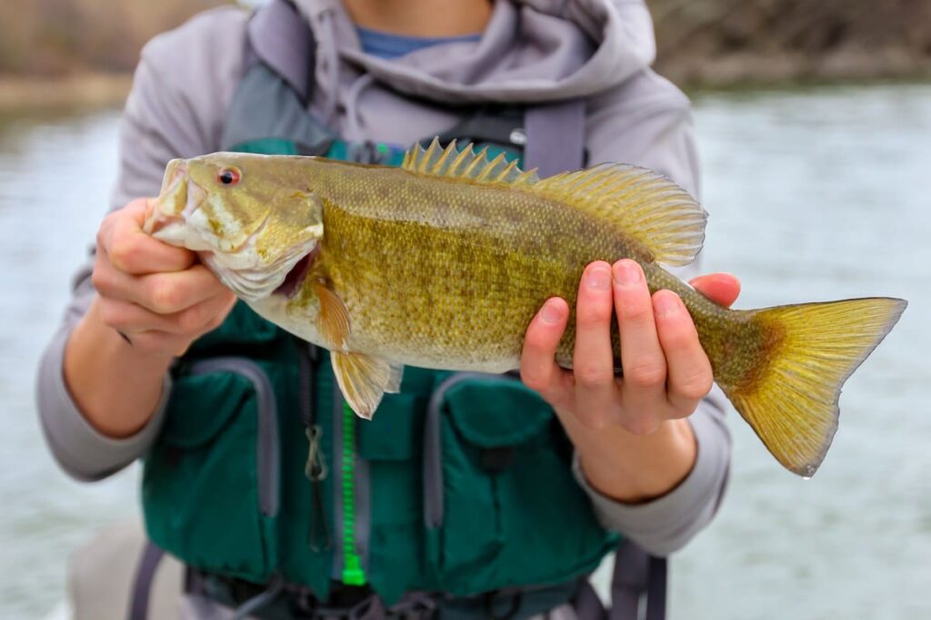 smallmouth bass