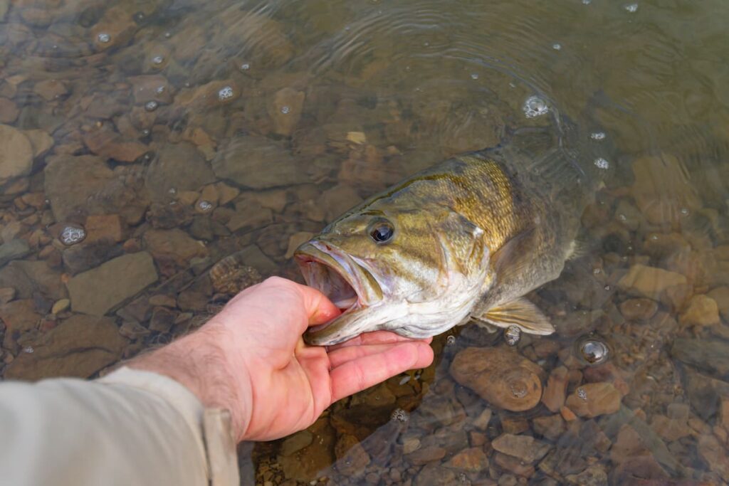 smallmouth bass