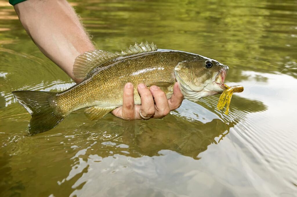 smallmouth bass