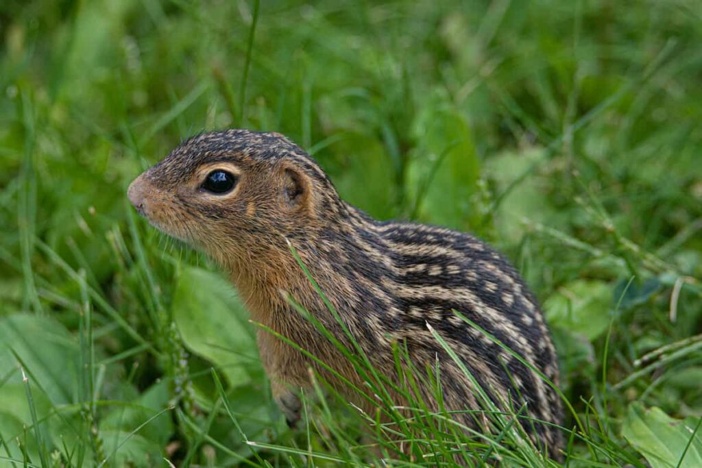 A thirteen-lined ground squirrel.