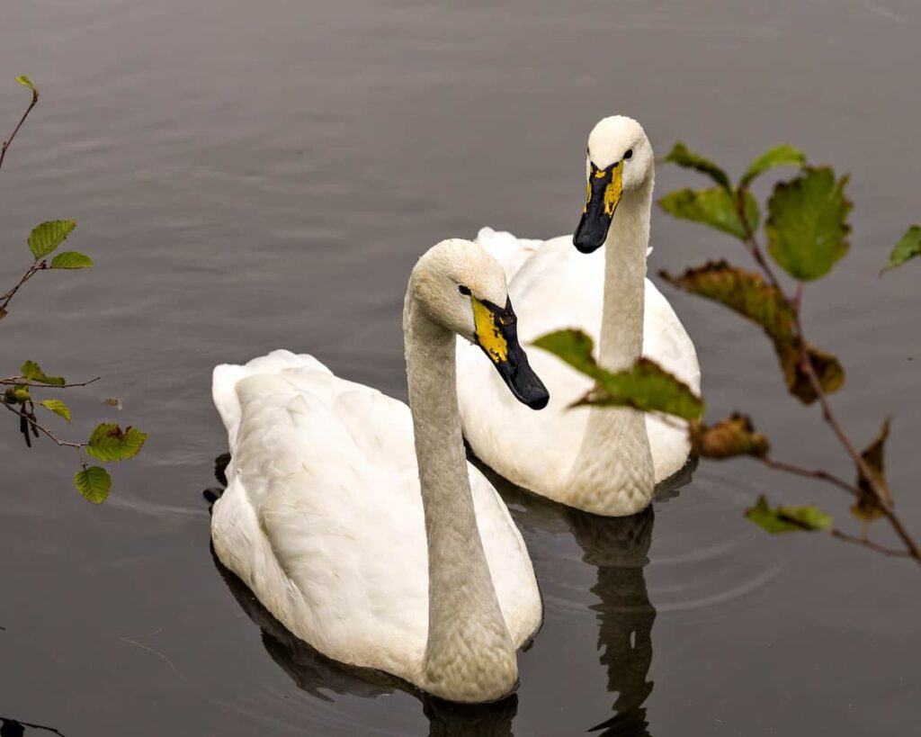 A pair of tundra swans.