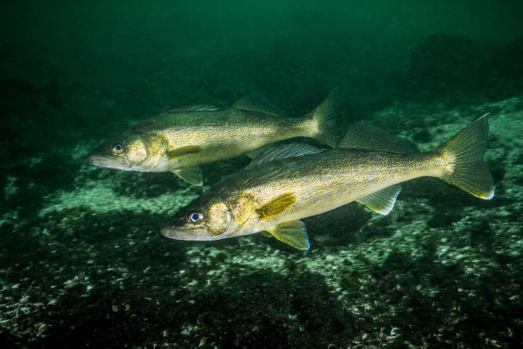 walleye