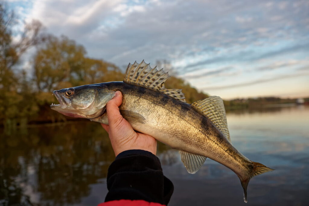 walleye