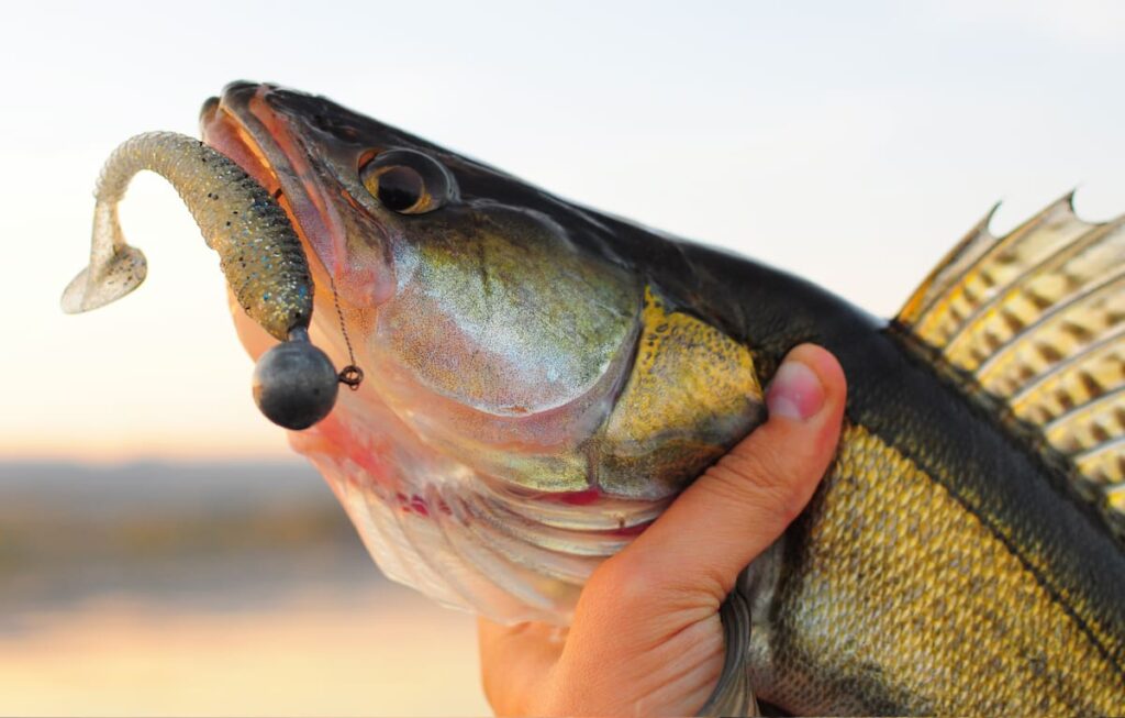 Walleye caught with jig lure.