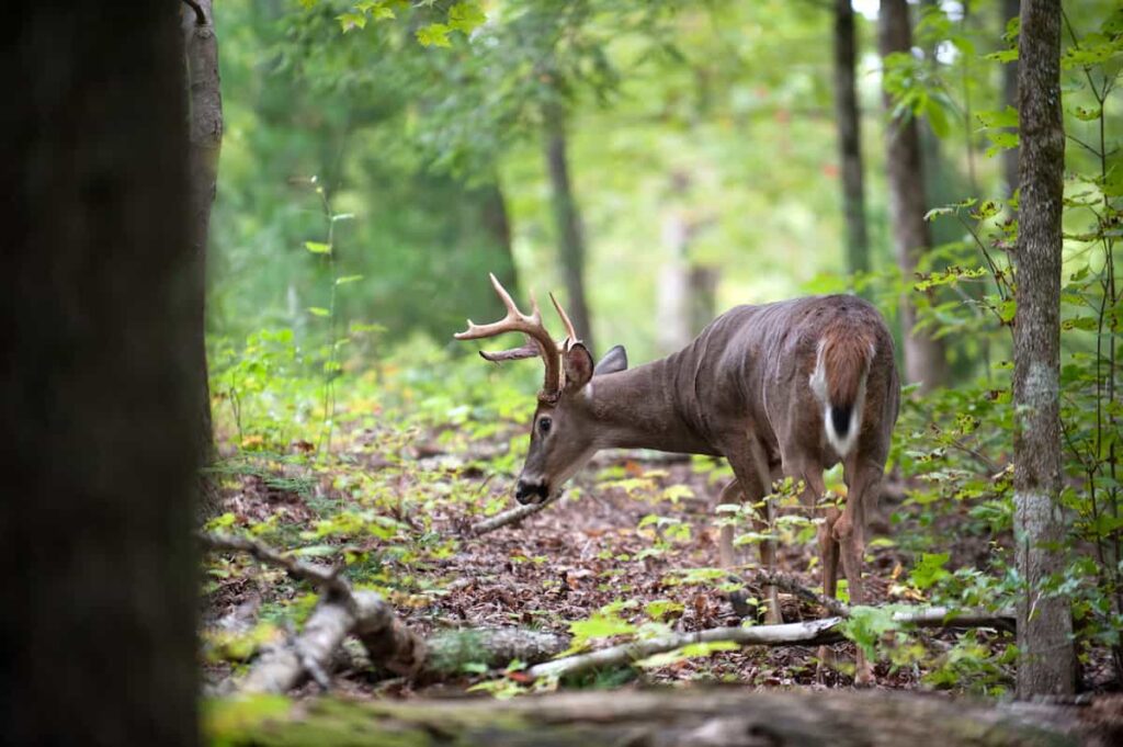 A white-tailed deer.