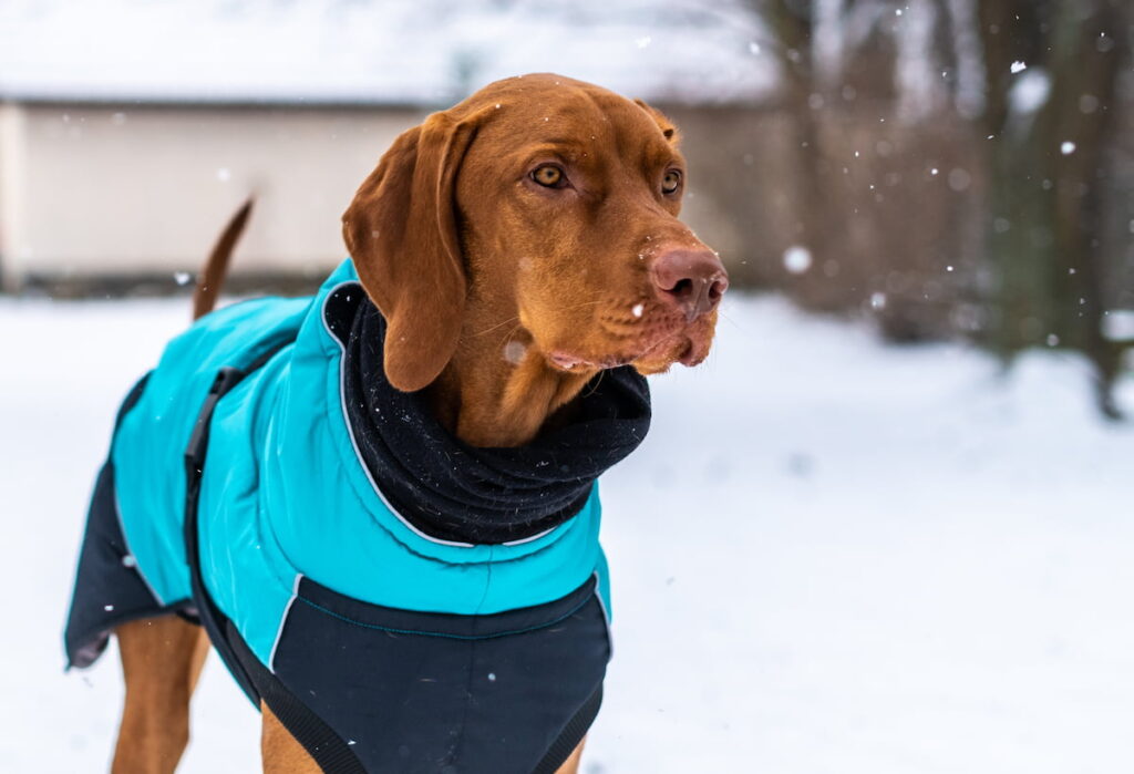 best dog coats for winter