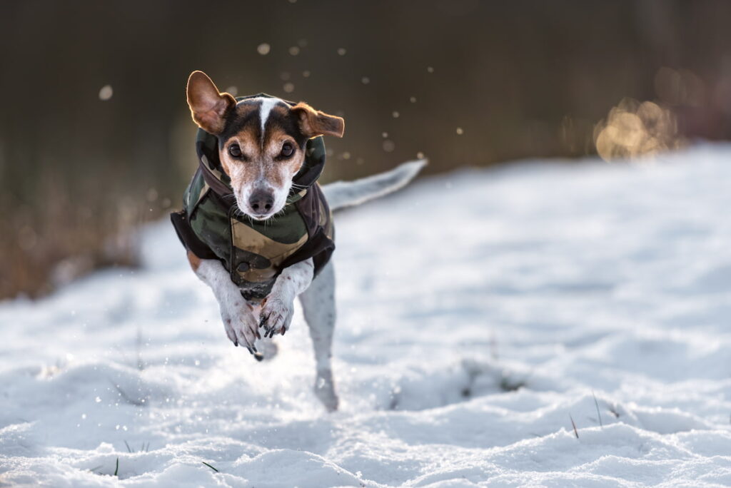 best dog coats for winter