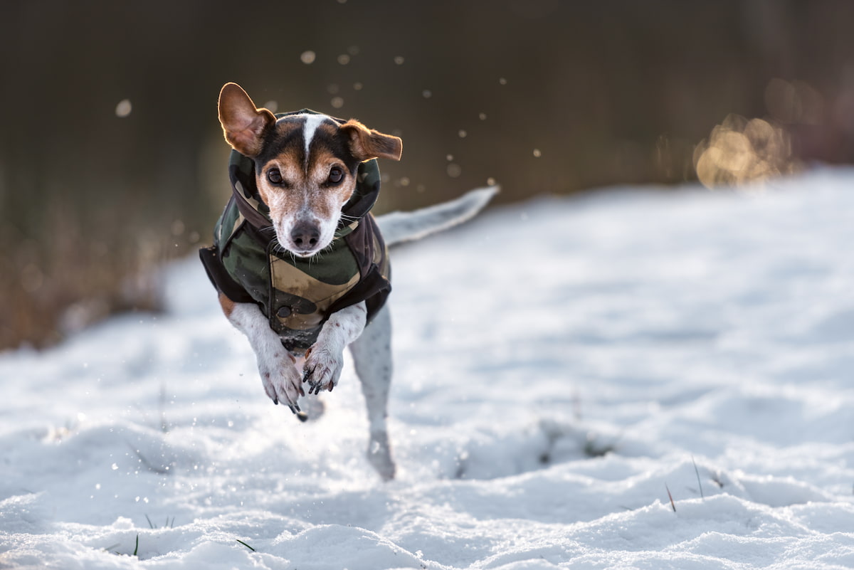 best dog coats for winter