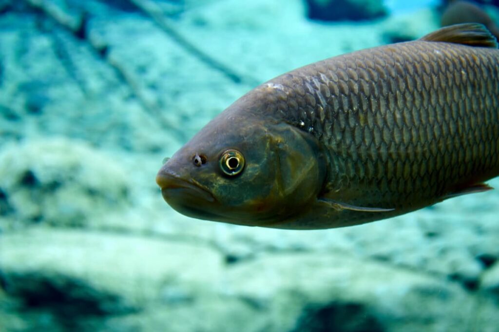 best underwater fishing cameras