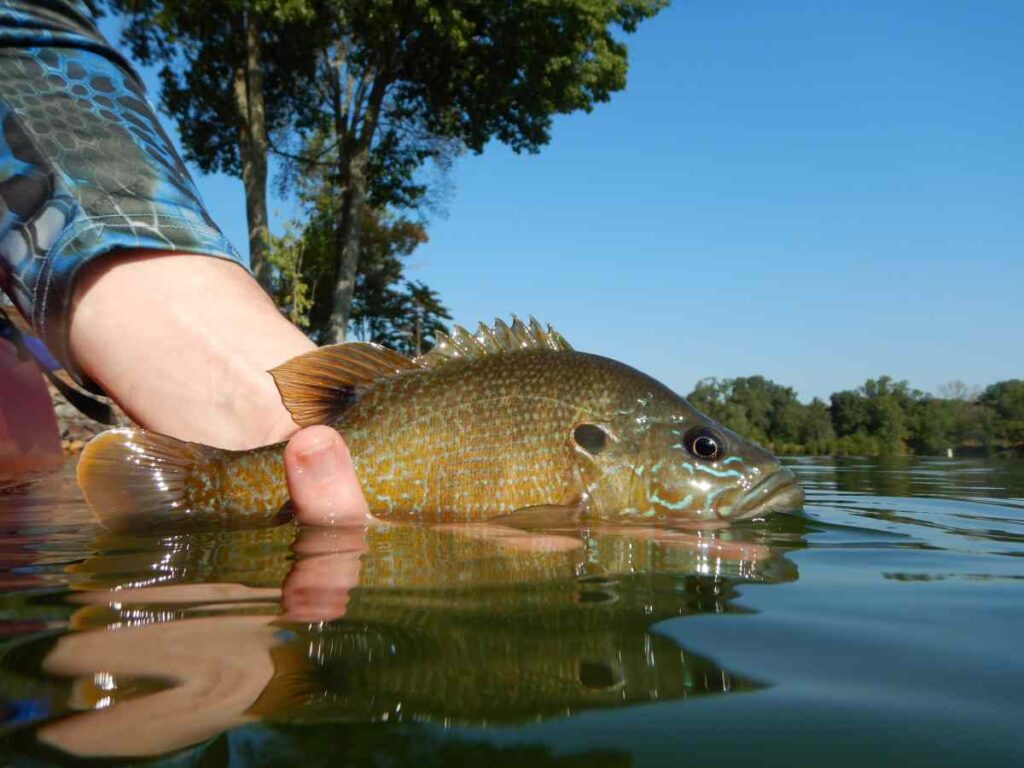 A man's handing releasing a bluegill back into a lake