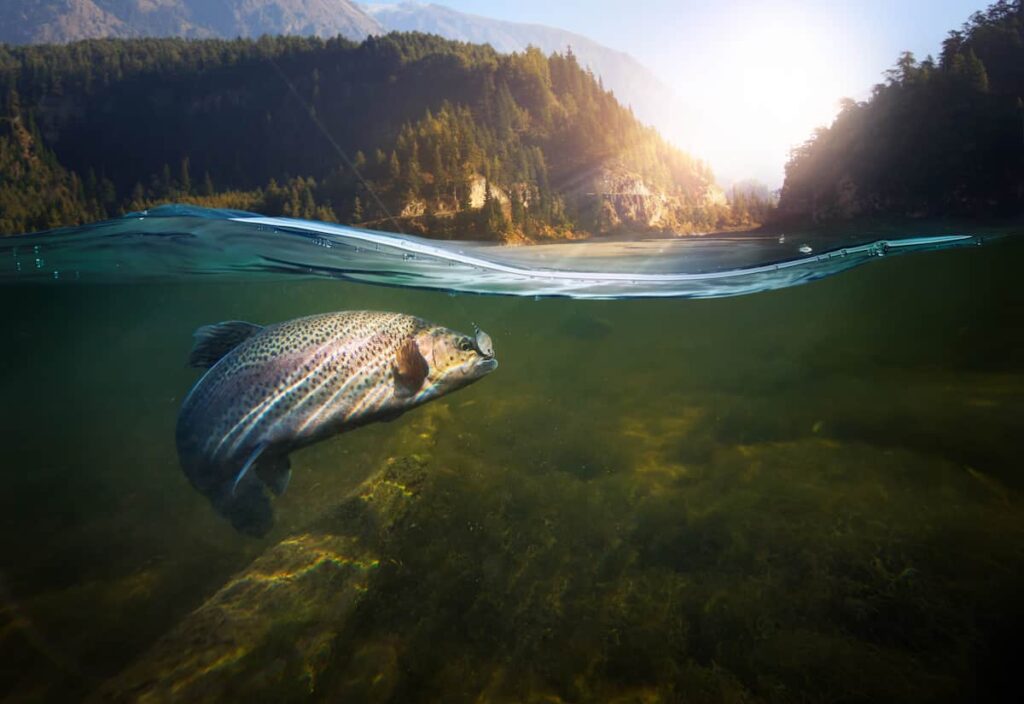 spinning vs baitcasting