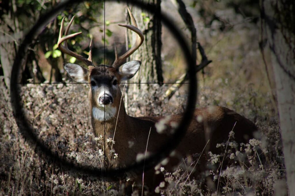 best scope for deer hunting