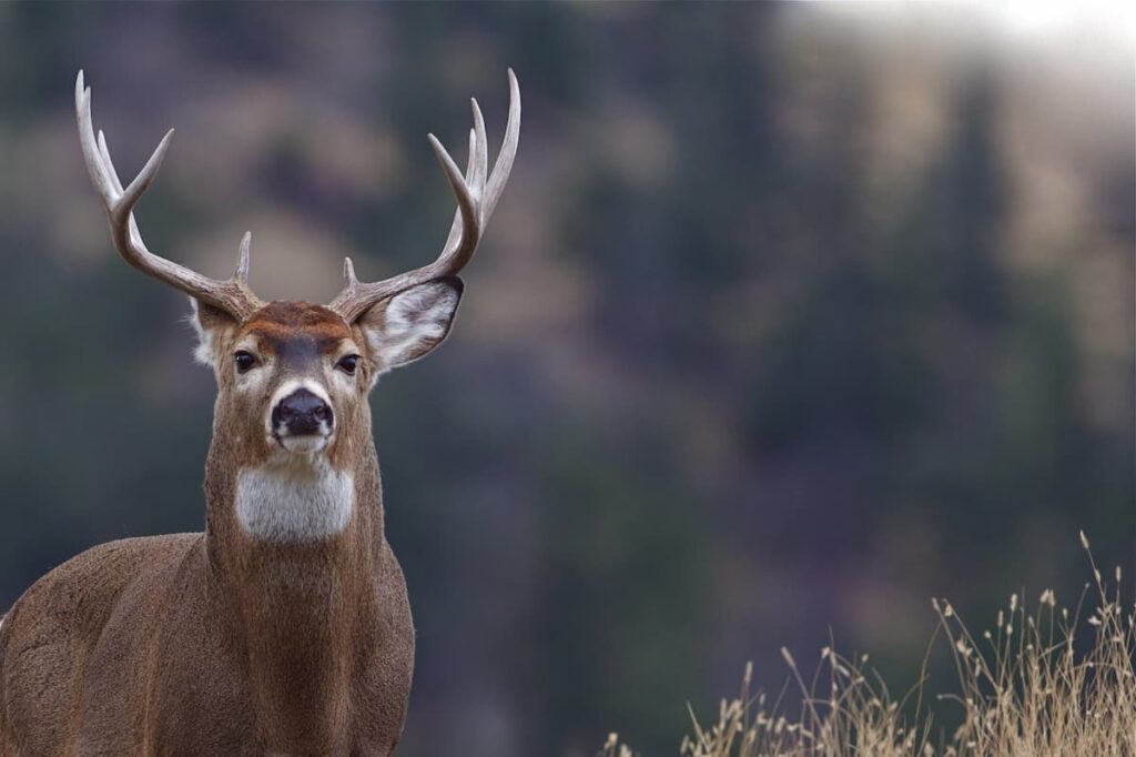 deer hunting