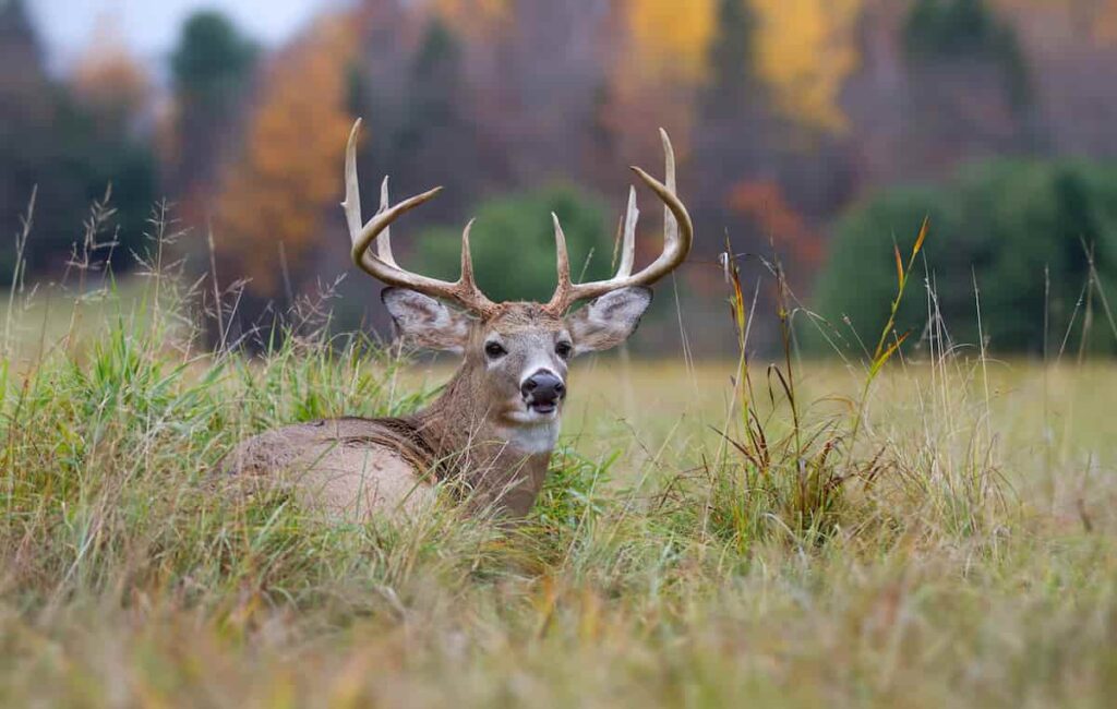 deer hunting