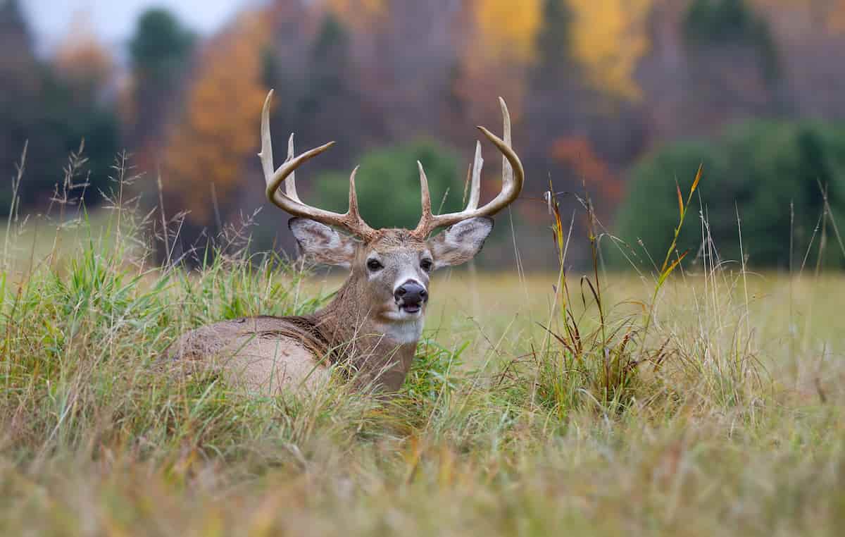deer hunting