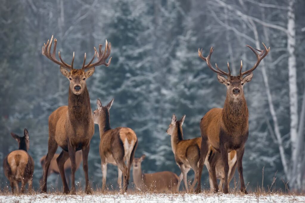 best barometric pressure for deer hunting