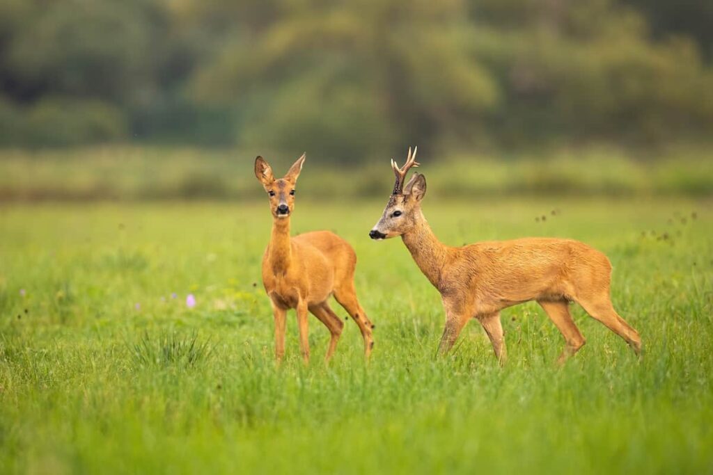 best barometric pressure for deer hunting