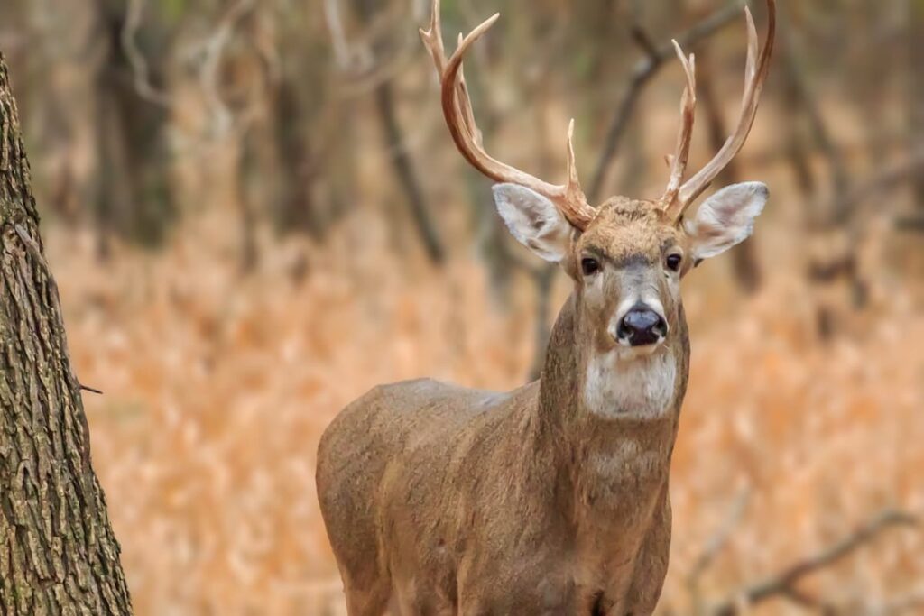 best deer hunting times