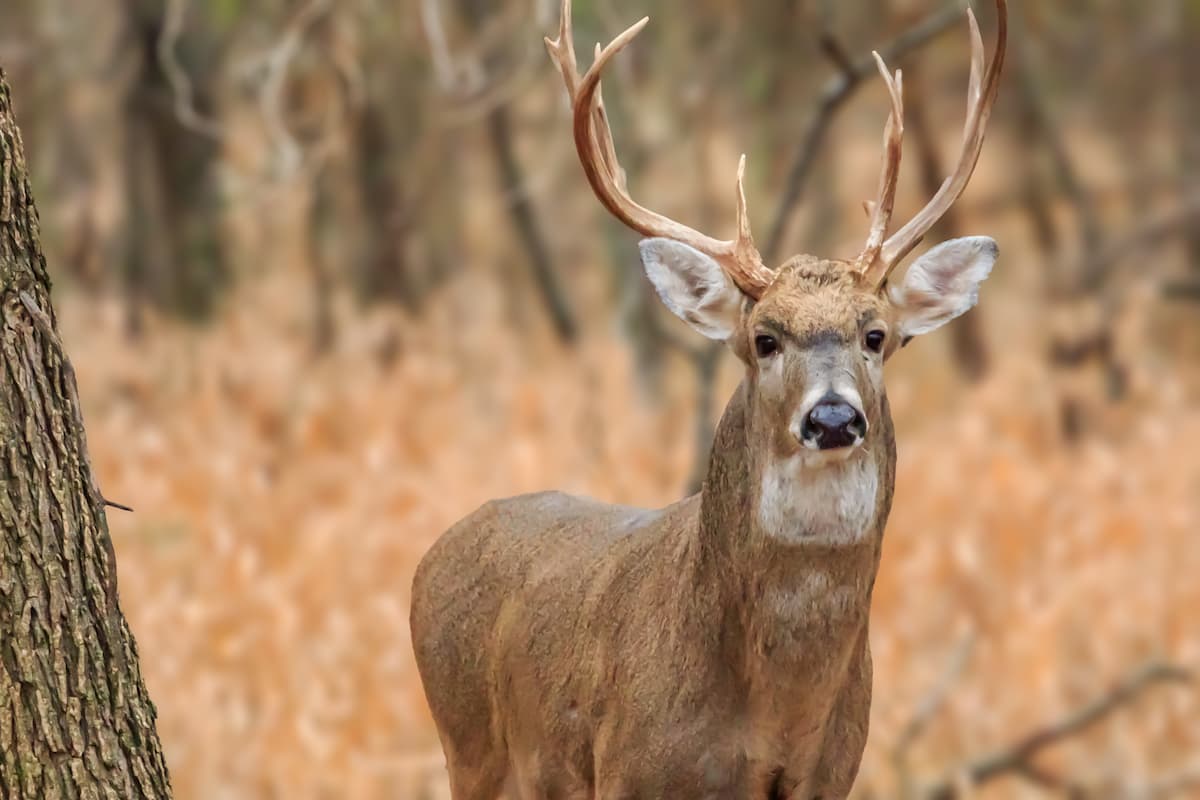 best deer hunting times