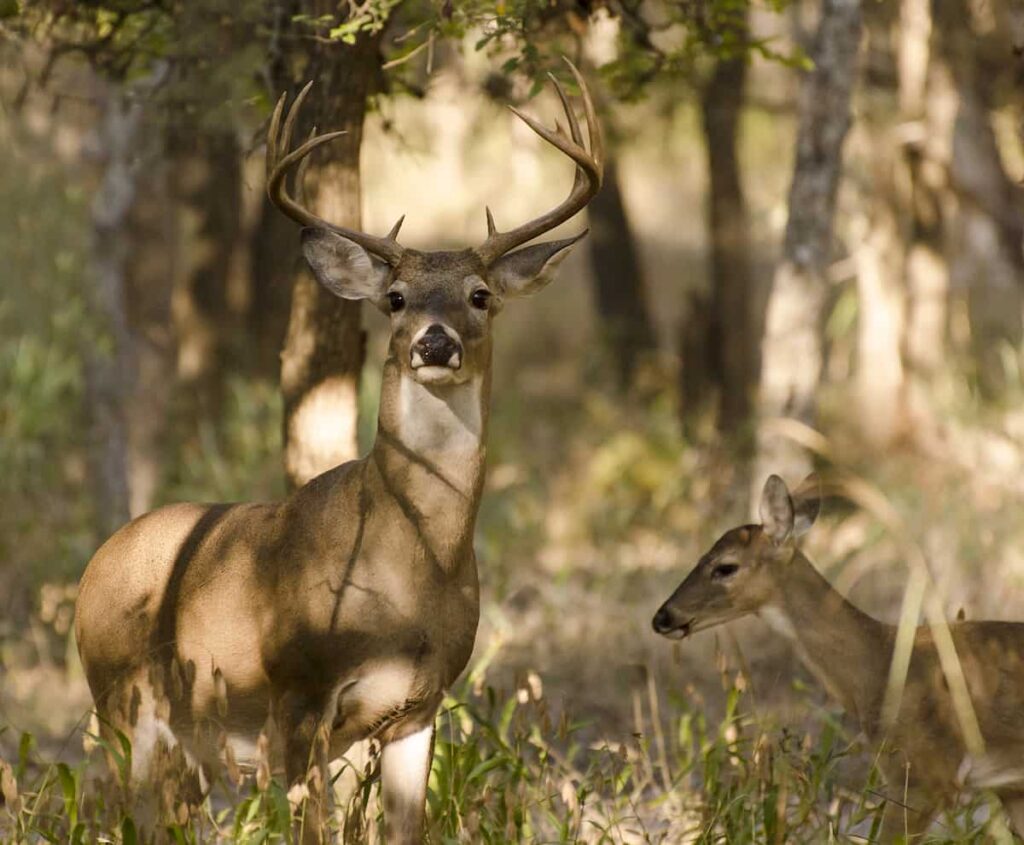deer hunting gear