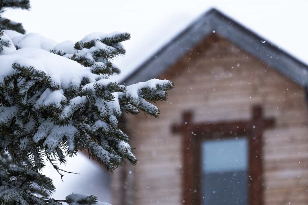Closeup of snow-covered evergreen branches with a cabin in the background.