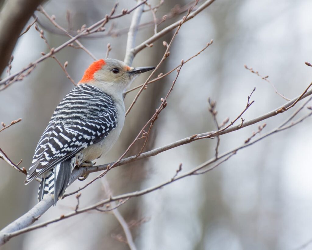 winter birds in Minnesota 