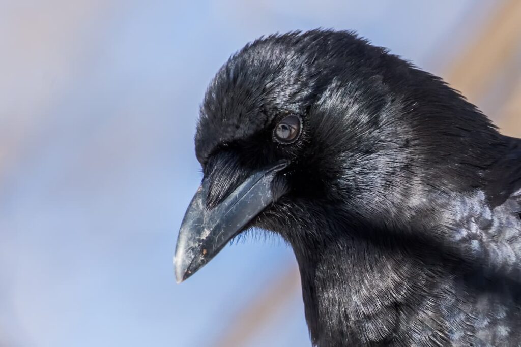 winter birds in Minnesota