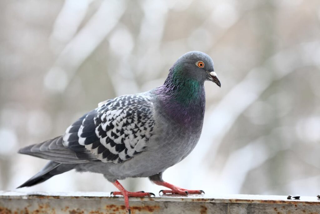 winter birds in Minnesota