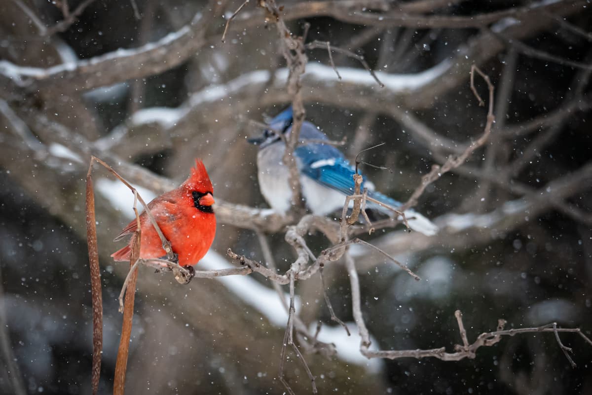 winter birds in Minnesota