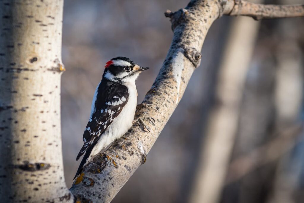 winter birds in Minnesota