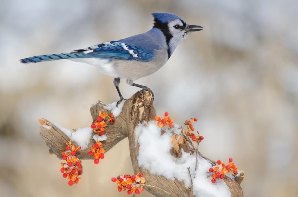 winter birds in Minnesota
