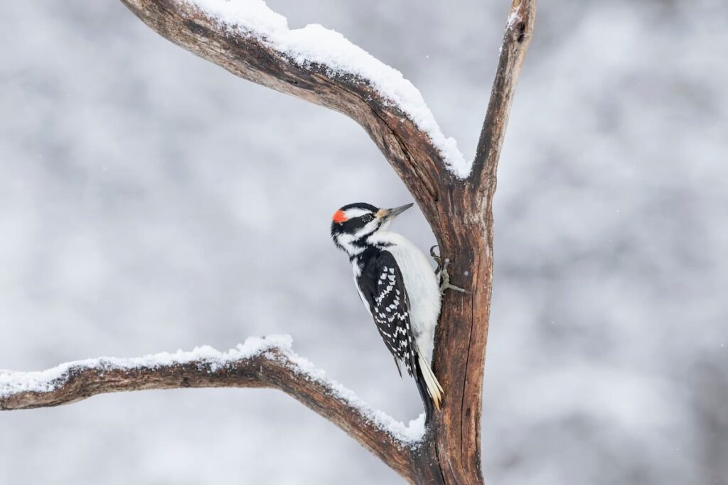 winter birds in Minnesota